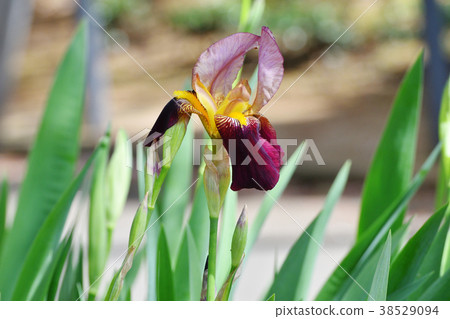 在東京三鷹市的植物三鷹中原開花的虹膜 在東京三鷹市的植物三鷹中原開花的虹膜 38529094