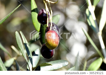 橄欖的植物，成為東京三鷹市的三鷹中原 38529121