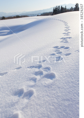 Nagaoka, Niigata Pref. Footprints of a rabbit following a beautiful new snow 38529207
