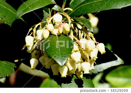Flower of strawberry tree blooming in Mitaka Nakahara of Mitaka City, Tokyo 38529209