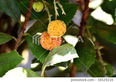 Plants of Mitaka City, Tokyo The unripe ripening strawberry fruits that become Mitaka Nakahara 38529216