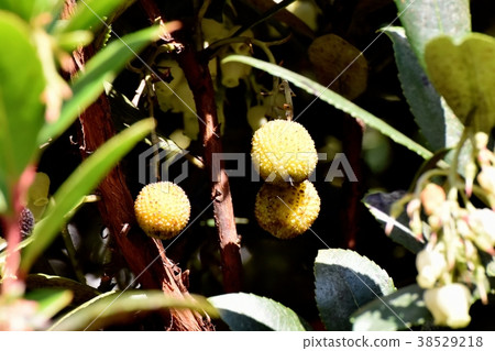Plants of Mitaka City, Tokyo The unripe ripening strawberry fruits that become Mitaka Nakahara 38529218