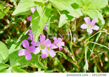 Plants of Mitaka City, Tokyo, Blooming in Mitaka Nakahara 38529390