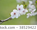 Cherry Blossoms   38529422