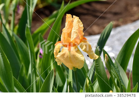 Iris that blooms in the plant Mitaka Nakahara of Mitaka City, Tokyo Iris that blooms in the plant Mitaka Nakahara of Mitaka City, Tokyo 38529478