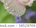 Water droplets 38529709