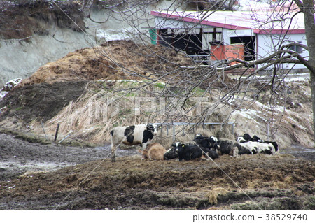 Dairy Farm _ Hokkaido Dairy Farm _ Hokkaido 38529740