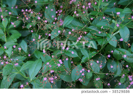 Bakuran Hazeran flower language is "mindful" 38529886