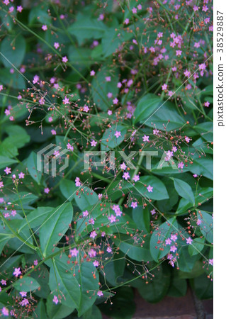 Bakuran Hazeran flower language is "mindful" 38529887