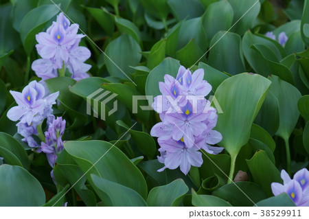 Hotei Aoi水葫蘆花語言是“愛的快樂” 38529911