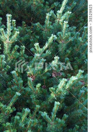 小葉五葉松 38529925