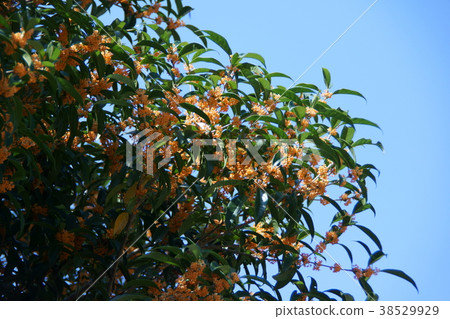 近畿近畿Kinmokusei鮮花是“真相” 38529929