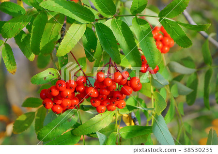 Red ashberry on a branch. Red ashberry on a branch. 38530235