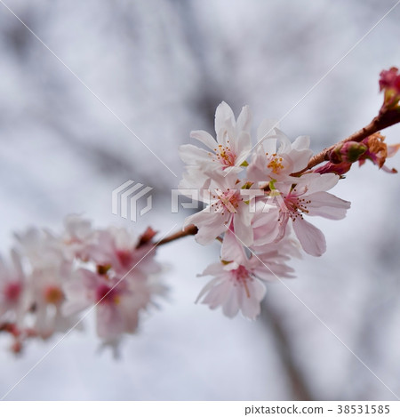 Winter Cherry Tree Stock Photo