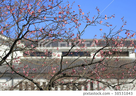 Spring of Adachi City Local Museum Spring of Adachi City Local Museum 38531843