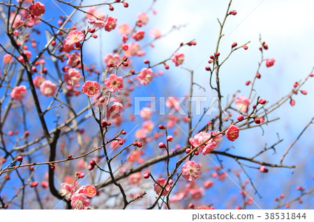 Spring of Adachi local museum Spring of Adachi local museum 38531844