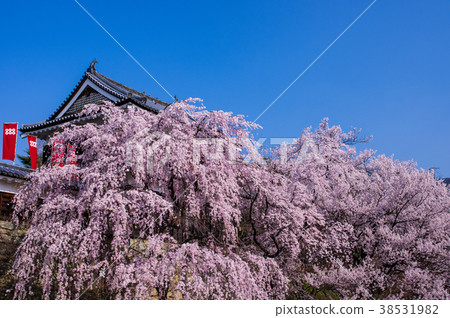 Sakura and oar Sakura and oar 38531982