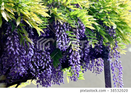 東京三鷹市的植物在三鷹中原開花的紫藤花 38532020