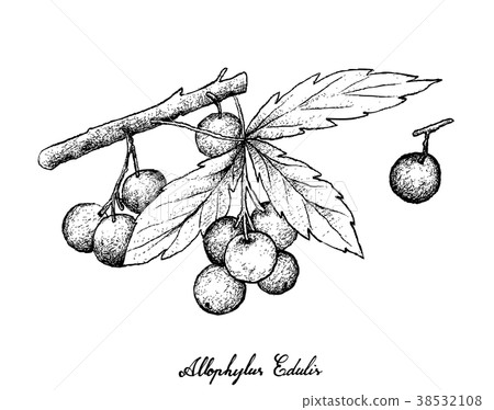 Allophylus Edulis Fruits on White Background Allophylus Edulis Fruits on White Background 38532108