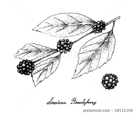 American Beautyberry on White Background American Beautyberry on White Background 38532109