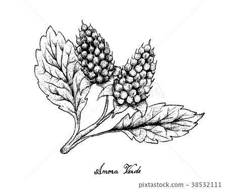 Amora Verde Berries on White Background Amora Verde Berries on White Background 38532111