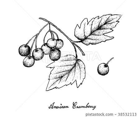 American Cranberries on White Background 38532113