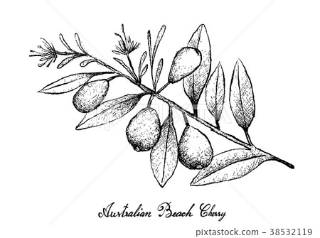 Australian Beach Cherries on White Background Australian Beach Cherries on White Background 38532119