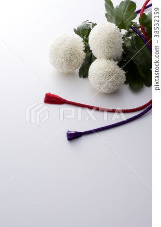 白菊花和辮子 38532159