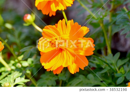 三鷹市的植物，東京Kibana波斯菊盛開在三鷹中原 38532198