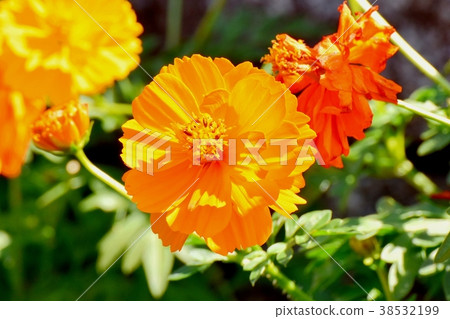 三鷹市的植物，東京Kibana波斯菊盛開在三鷹中原 38532199