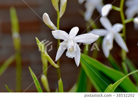 白色矽烷盛開在東京三鷹市三鷹中原 38532202