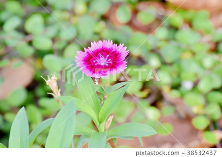 Nadesico開花在Mitaka Nakahara，Mitaka市，東京 38532437