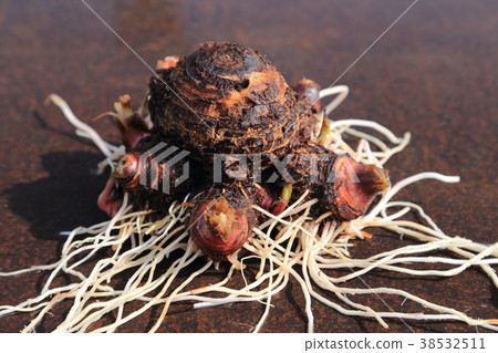 Taro (Celebes) dug in February 38532511