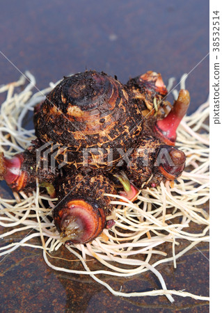 Taro (Celebes) dug in February 38532514