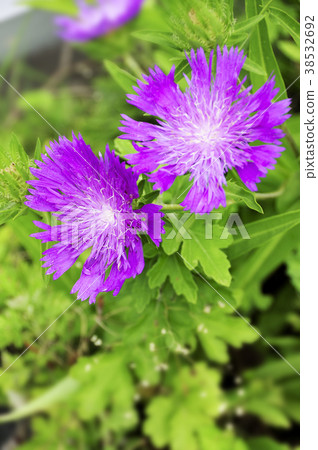 Stokeesia flowers Stokeesia flowers 38532692