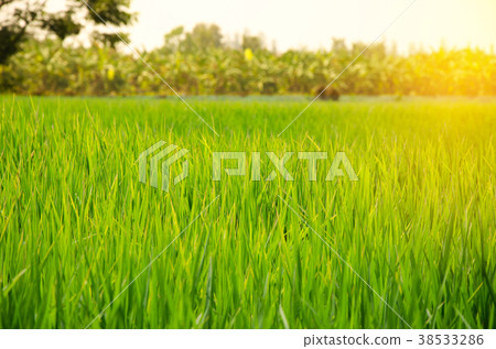 Rice field Rice field 38533286