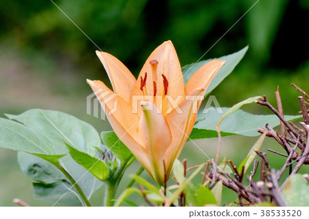 A flower of the lily of the valley in Mitaka Nakahara, Mitaka City, Tokyo A flower of the lily of the valley in Mitaka Nakahara, Mitaka City, Tokyo 38533520