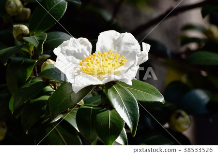 White safflower blooming in Mitaka Nakahara, Mitaka City, Tokyo White safflower blooming in Mitaka Nakahara, Mitaka City, Tokyo 38533526