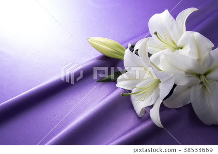 紫色緞和白百合 38533669