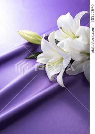 紫色緞和白百合 38533670