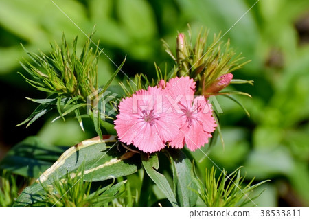 Nadesico開花在Mitaka Nakahara,Mitaka市,東京 Nadesico開花在Mitaka Nakahara,Mitaka市,東京 38533811