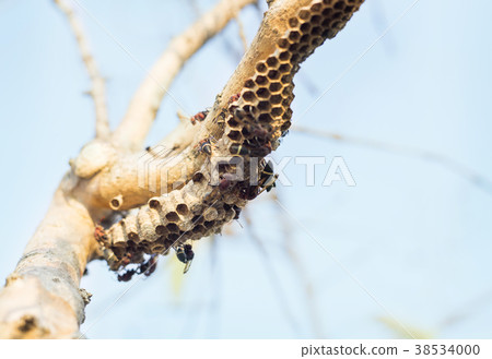 hornet bug and nest on wood hornet bug and nest on wood 38534000