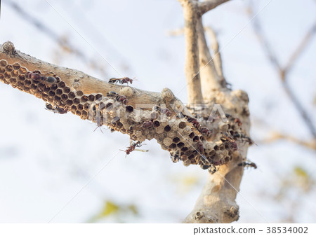 hornet bug and nest on wood 38534002