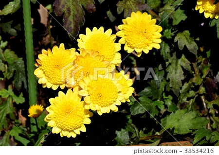 Yellow spray like blooming in Mitaka Nakahara, Mitaka City, Tokyo Yellow spray like blooming in Mitaka Nakahara, Mitaka City, Tokyo 38534216