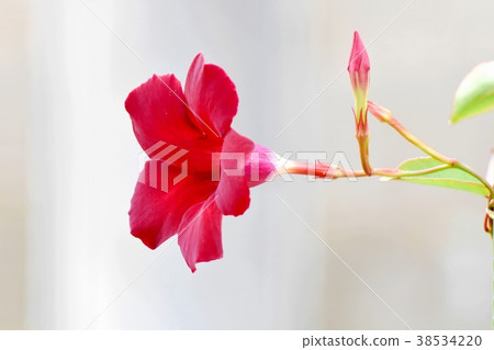 Mande Villa blooming in Mitaka Nakahara, Mitaka City, Tokyo Mande Villa blooming in Mitaka Nakahara, Mitaka City, Tokyo 38534220