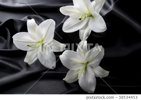Black satin and white lily 38534453