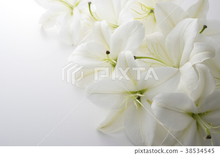 White lily 38534545