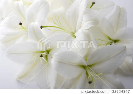White lily 38534547