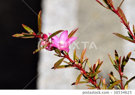 A pink cloak (Southern Cross) blooming in Mitaka Nakahara, Mitaka City, Tokyo 38534625