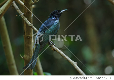 hair-crested drongo perched on a branch hair-crested drongo perched on a branch 38534705